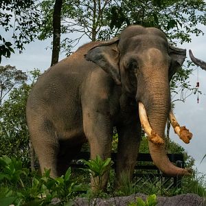 Chawang- Asian Elephant