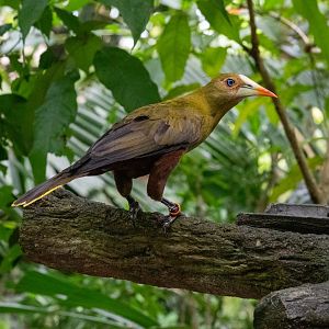 Green Oropendola