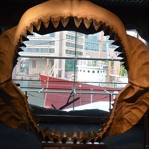 National Aquarium in Baltimore - Megalodon Display