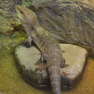 Australia: Wild Extremes - Common Blue-tongued Skink (Tiliqua scincoides)