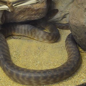 Australia: Wild Extremes - Woma Python (Aspidites ramsayi)