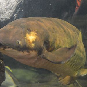 Australia: Wild Extremes - Australian Lungfish (Neoceratodus forsteri)
