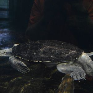 Australia: Wild Extremes - Mary River Turtle (Elusor macrurus)