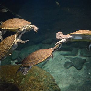 Australia: Wild Extremes - Northern Yellow-faced Turtles (Emydura tanybaraga)