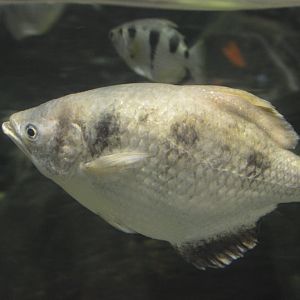 Australia: Wild Extremes - Spotted Archerfish (Toxotes chatareus) and Banded Archerfish (Toxotes jaculatrix)
