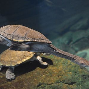 Australia: Wild Extremes - Darwin Snake-necked Turtle (Chelodina kurrichalpongo) and Northern Yellow-faced Turtle (Emydura tanybaraga)