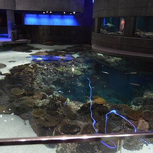 Blacktip Reef - Overview