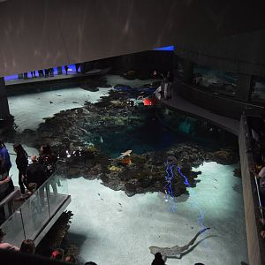 Blacktip Reef - View from 2nd Floor