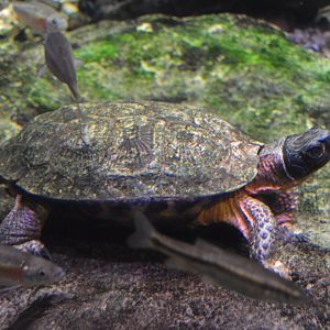 Alleghany Stream - Wood Turtle (Glyptemys insculpta)