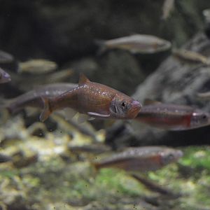 Alleghany Stream - Rosyside Dace (Clinostomus funduloides)