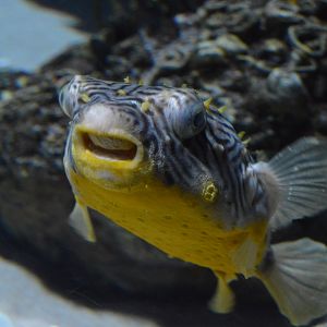 Sandy Seafloor - Striped Burrfish (Chilomycterus schoepfii)