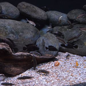 Surviving Through Adaptation - Evolving Exhibit (African Lake)