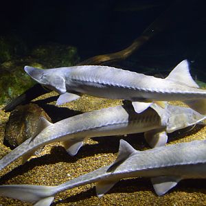 Surviving Through Adaptation - Shovelnose Sturgeon (Scaphirhynchus platorynchus) and Pallid Sturgeon (Scaphirhynchus albus)