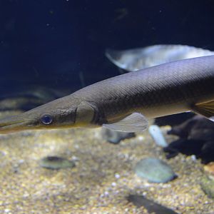 Surviving Through Adaptation - Shortnose Gar (Lepisosteus platostomus)