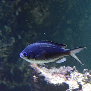 Evolving Through Adaptation - Brown Chromis (Azurina multilineata)
