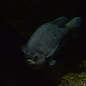 Kelp Forest - Blacksmith Chromis (Chromis punctipinnis)