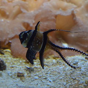 Pacific Coral Reef - Banggai Cardinalfish (Pterapogon kauderni)