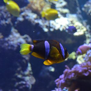 Pacific Coral Reef - Clark's Anemonefish (Amphiprion clarkii)