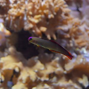 Pacific Coral Reef - Decorated Dartfish (Nemateleotris decora)?