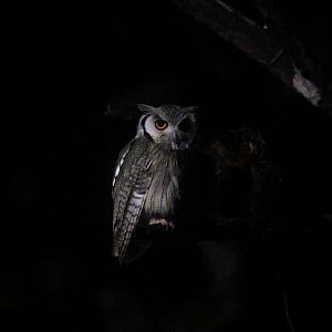 Northern White-faced Owl (Ptilopsis leucotis)