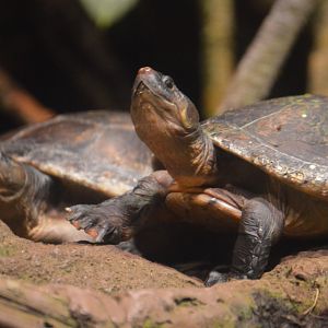 Amazon River Forest - Red-headed Amazon River Turtle (Podocnemis erythrocephala)