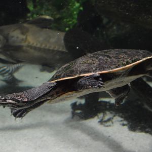 Amazon River Forest - Cotinga River Toadhead Turtle (Phrynops tuberosus)