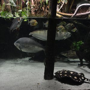 Amazon River Forest - Overview