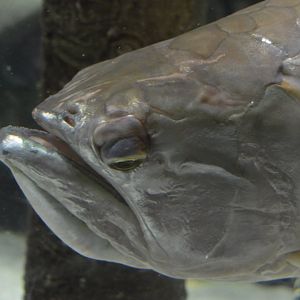 Amazon River Forest - Silver Arowana (Osteoglossum bicirrhosum)