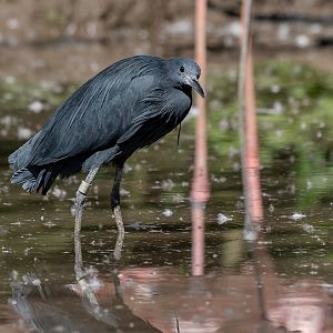 Black heron (Egretta ardesiaca)