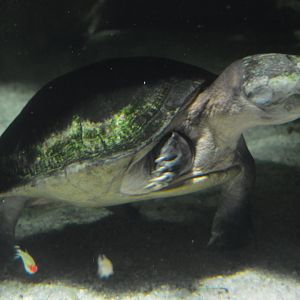Amazon River Forest - Big-headed Amazon River Turtle (Peltocephalus dumerilianus)