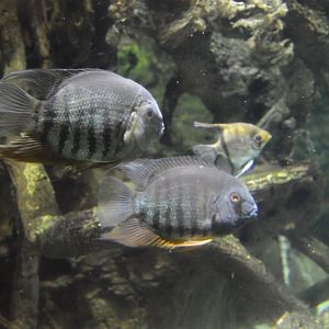 Amazon River Forest - Green Severum Cichlid (Heros efasciatus)