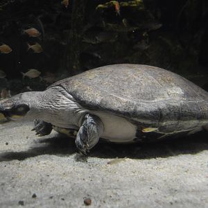 Amazon River Forest - Giant South American Turtle (Podocnemis expansa)