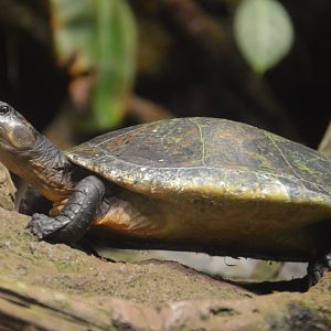 Amazon River Forest - Red-headed Amazon River Turtle (Podocnemis erythrocephala)