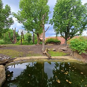 Indian Rhino- enclosure