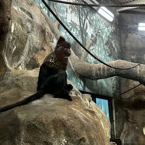 Black Mangabey in Chimp Enclosure