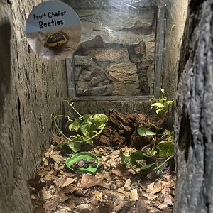 NEW Fruit Chafer Beetle Exhibit