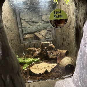 NEW Land Snail Exhibit