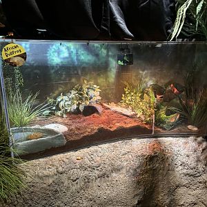 NEW African Bullfrog Exhibit