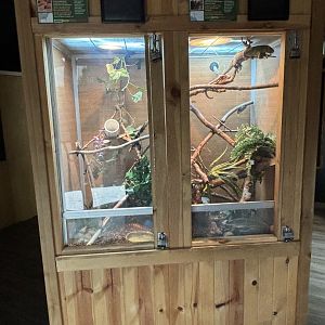 Corn Snake and Prehensile Tailed Skink Exhibits