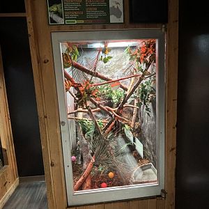 Green Tree Python Exhibit