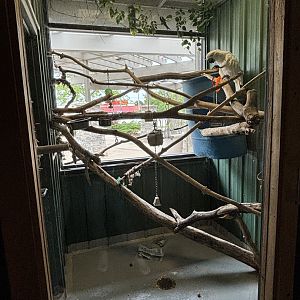 Umbrella Cockatoo Exhibit