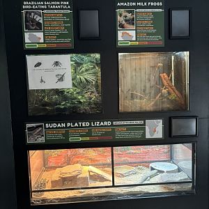 Tarantula, Amazon Milk Frog, Plated Lizard Exhibits