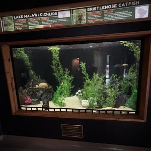 Lake Malawi Cichlid / Pleco Tank