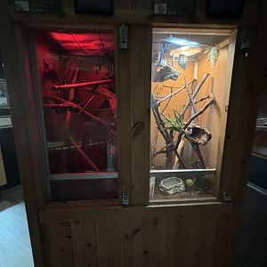 Leachianus Gecko and Amazon Tree Boa Exhibit