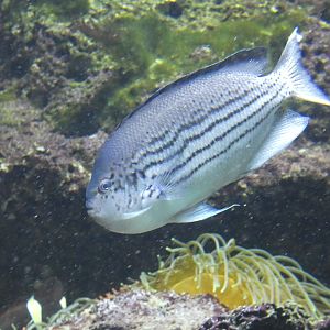 Fish ID? - Zoo Antwerpen