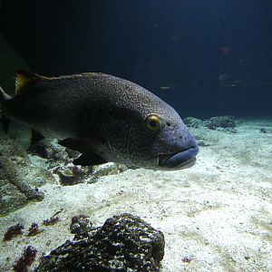 Fish ID? - Zoo Antwerpen