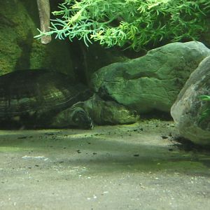 Turtle ID? - Zoo Antwerpen