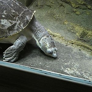 Turtle ID? - Zoo Antwerpen
