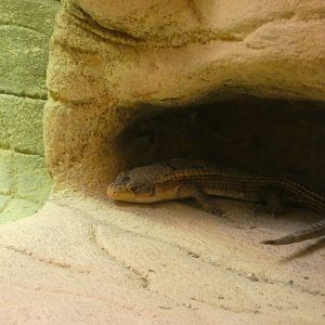 Reptile ID? - Zoo Antwerpen