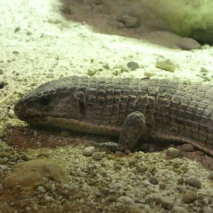 Reptile ID? - Zoo Antwerpen
